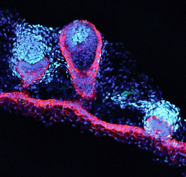 Supporting Longevity Research