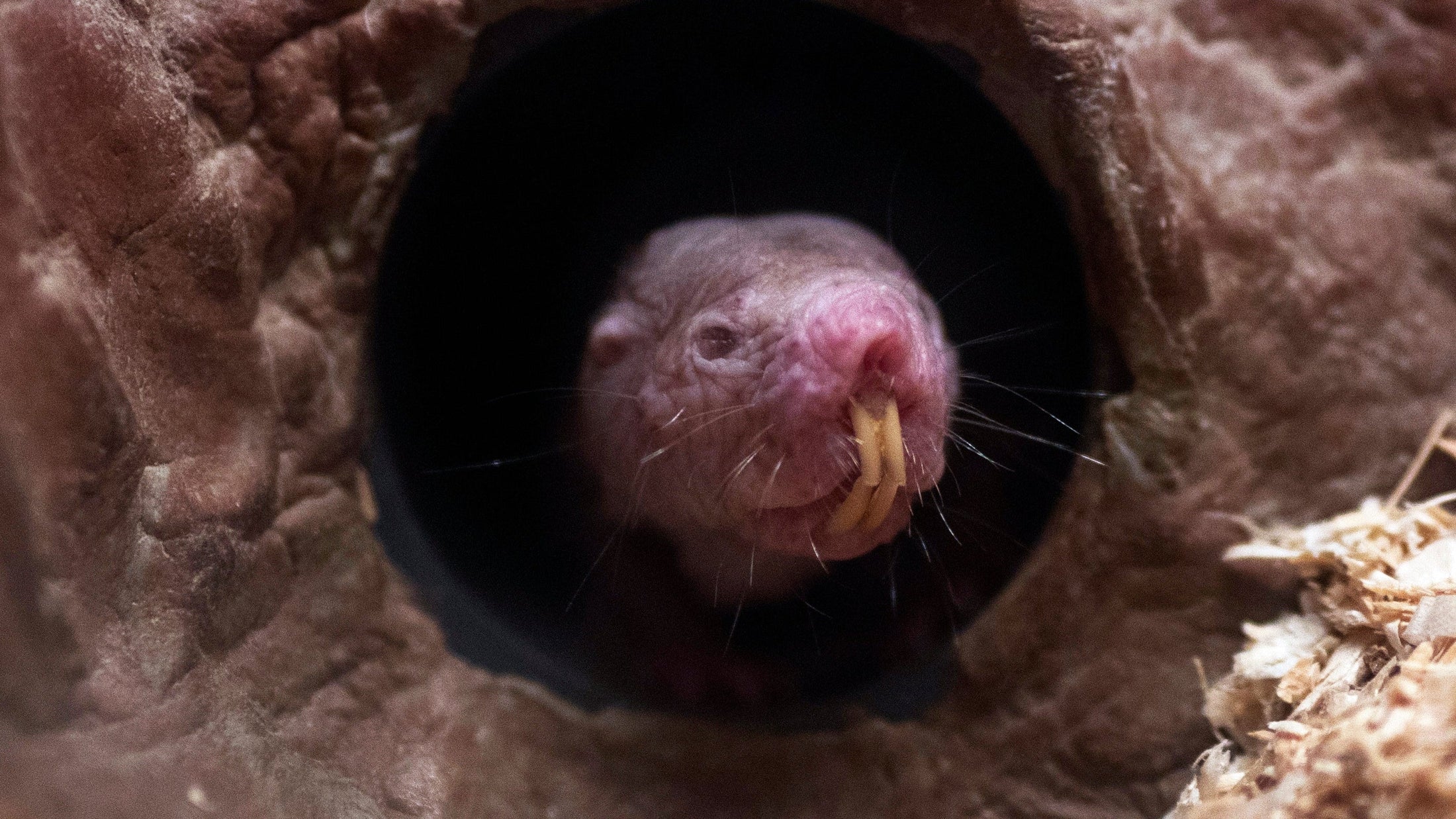 The Slime of Youth: What Naked Mole-Rats Teach Us About Aging