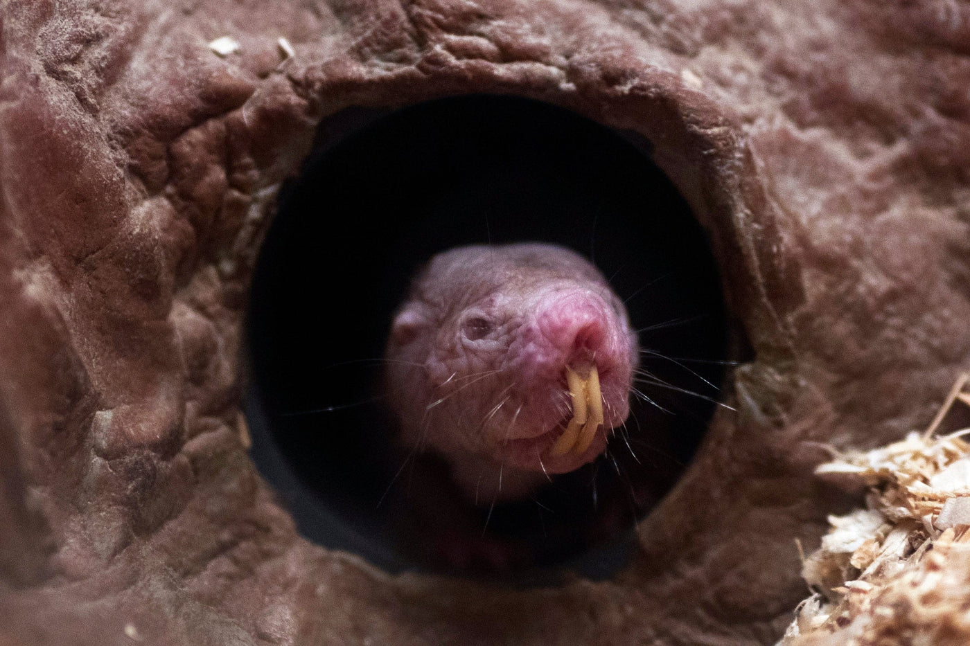 The Slime of Youth: What Naked Mole-Rats Teach Us About Aging